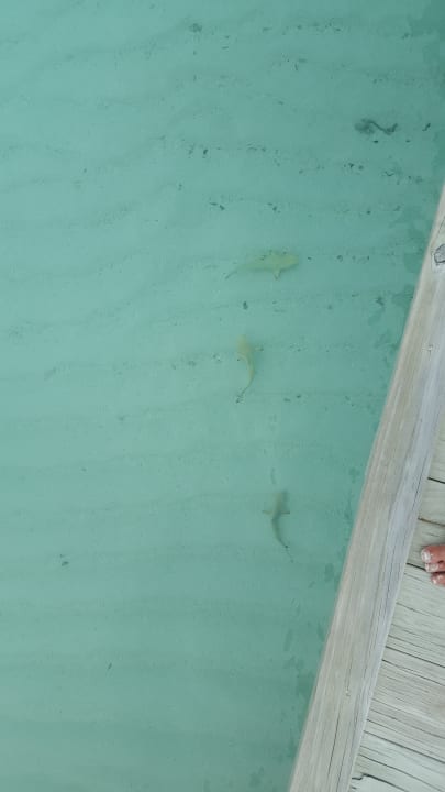 Strand NH Collection Maldives Havodda Resort