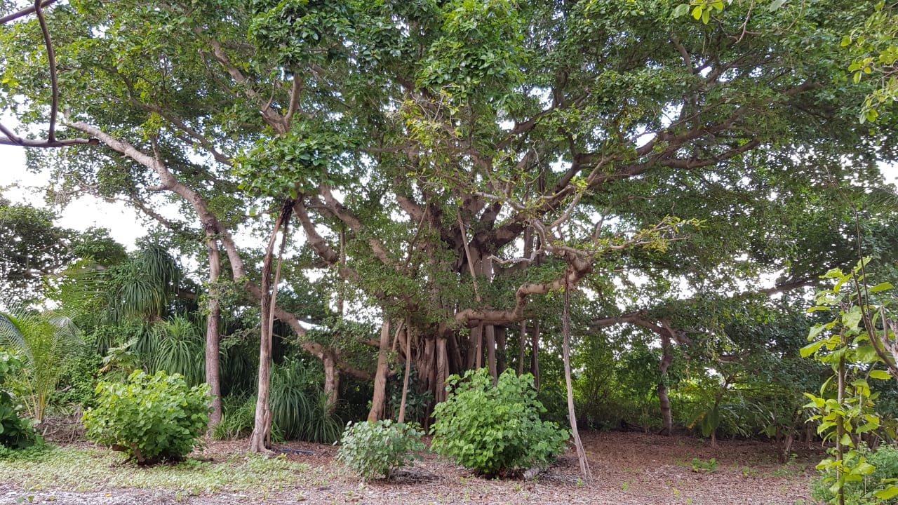 Gartenanlage Kuredu Island Resort & Spa