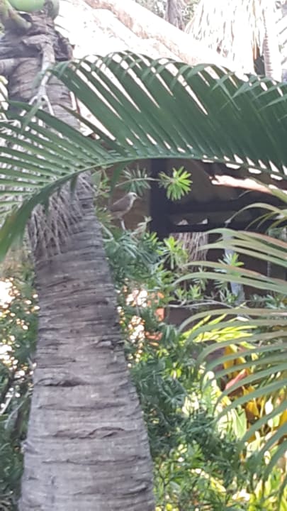 Gartenanlage Hotel The Cottage