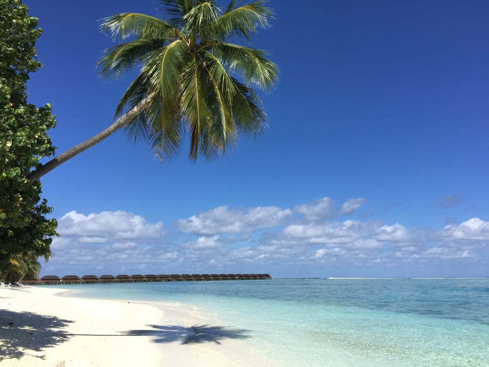 Strandabschnitt vor unserer Beach Villa Nr. 230 Meeru Maldives Resort Island