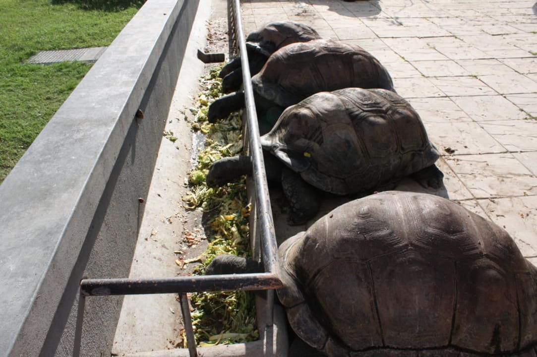 Die Riesenschildkröten bei der Fütterung Maritim Resort & Spa Mauritius