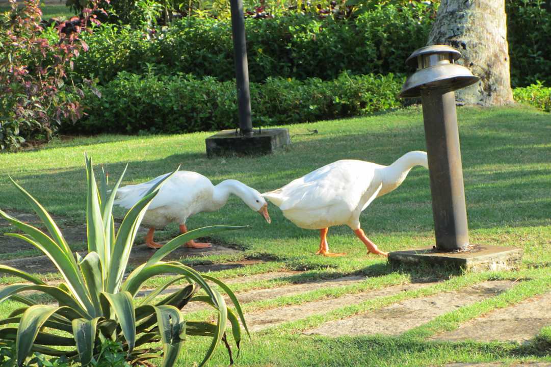 Gänse im Garten Hotel Lakesong Resort