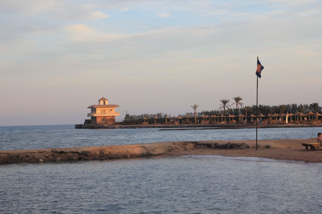 Кораловый риф Desert Rose