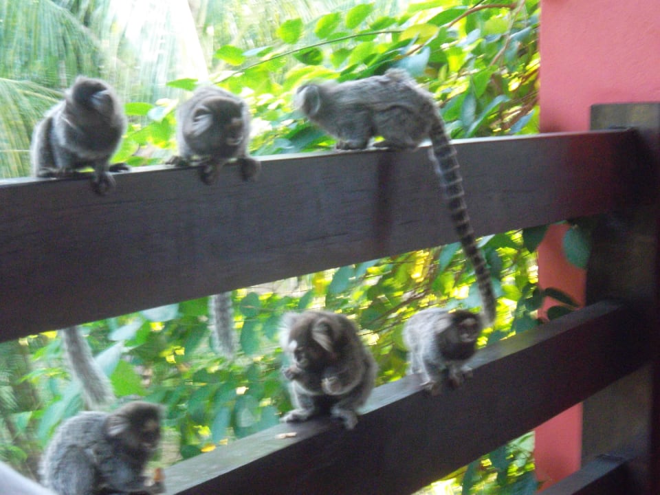 Besucher auf dem Balkon Hotel Porto Zarpa