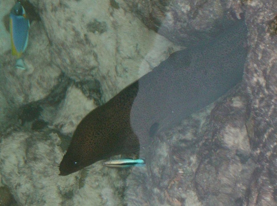 Moräne Summer Island Maldives