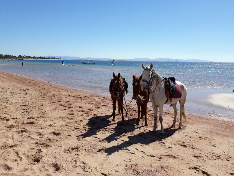 Sport & Freizeit JAZ Dahabeya