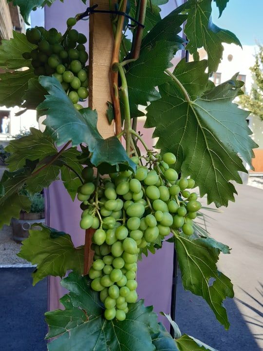 Gartenanlage Weingut & Gästehaus Rosenberger