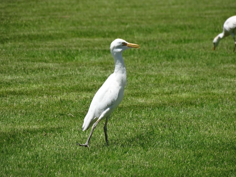 Такие птицы всегда гуляют Stella Garden Resort & Spa, Makadi Bay