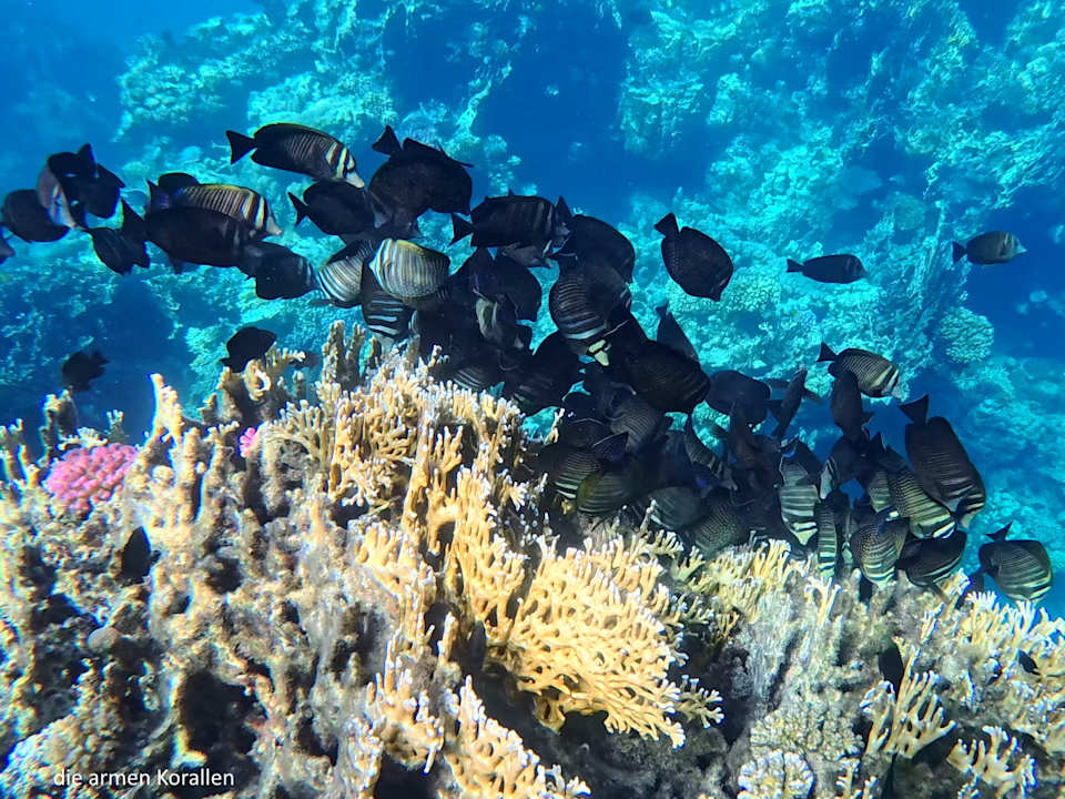 Sonstiges Utopia Beach Club