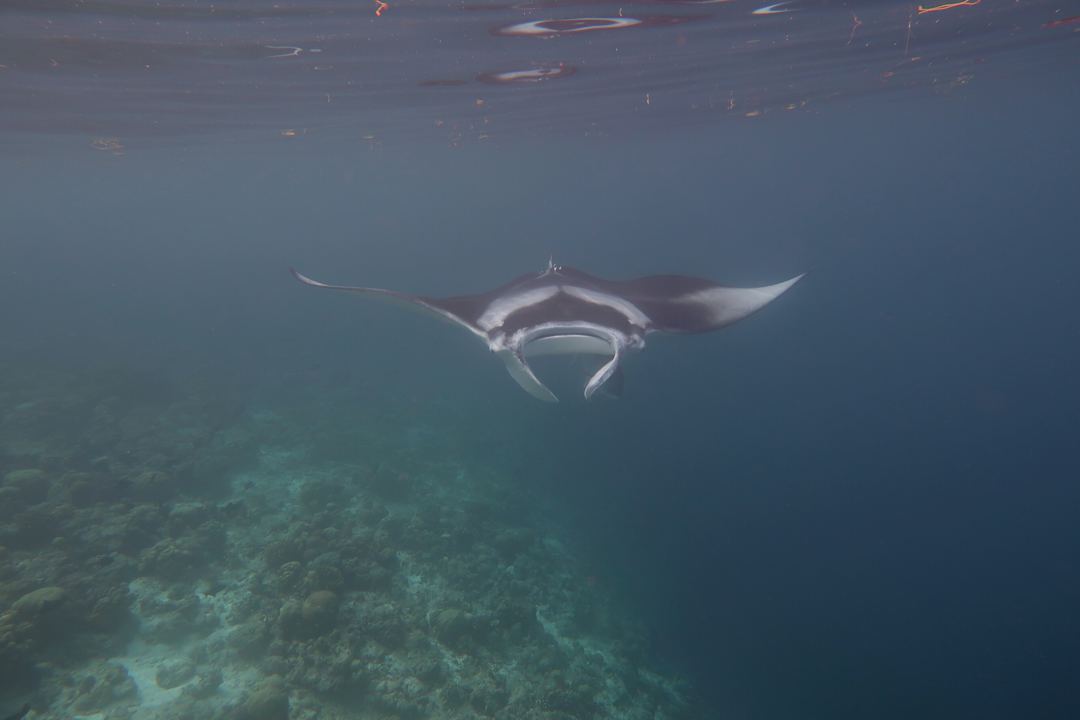 Strand NH Collection Maldives Reethi Resort