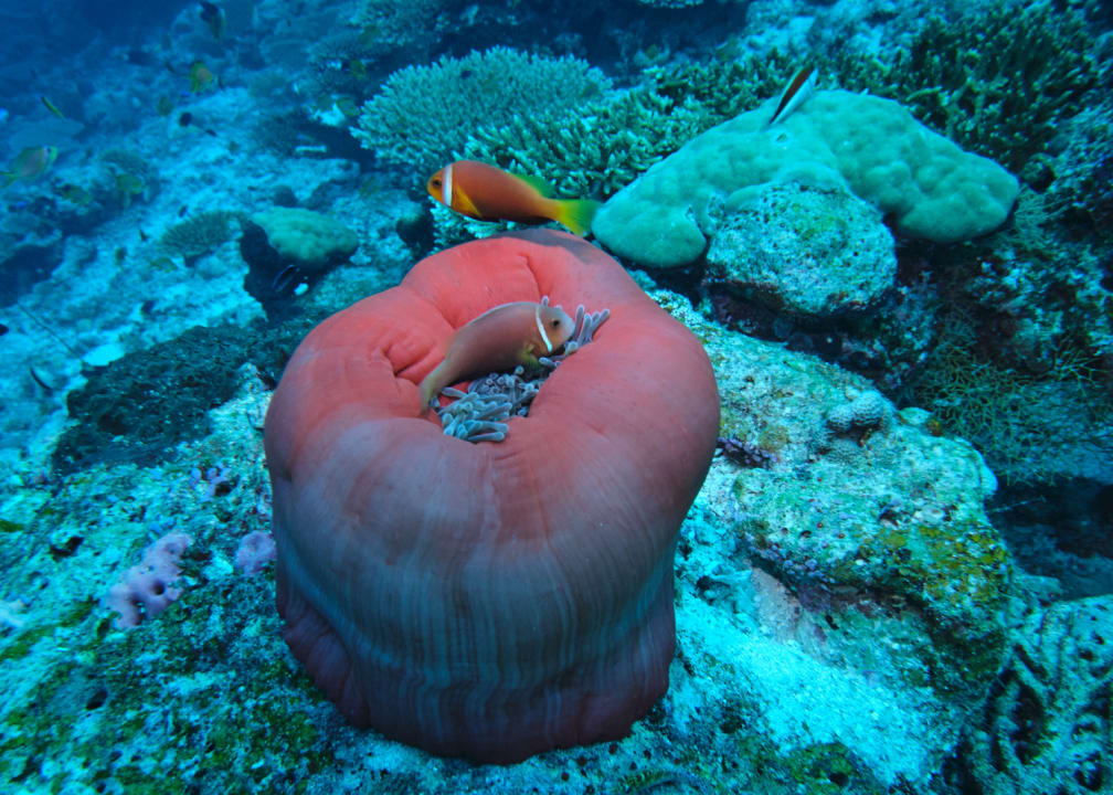 Sport & Freizeit NH Collection Maldives Havodda Resort