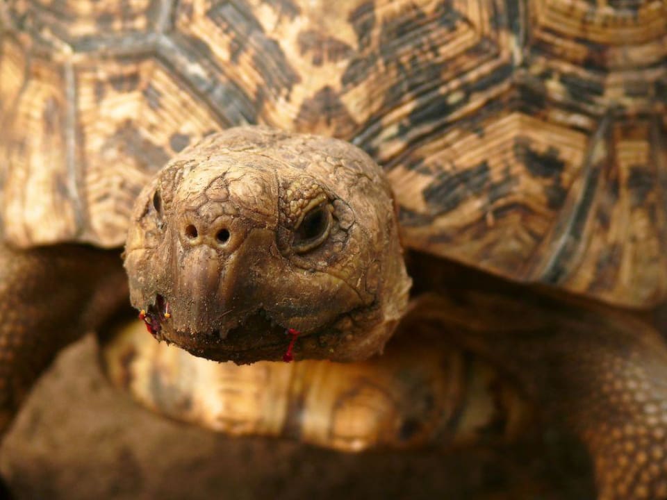 Haustier Bahari Beach Hotel