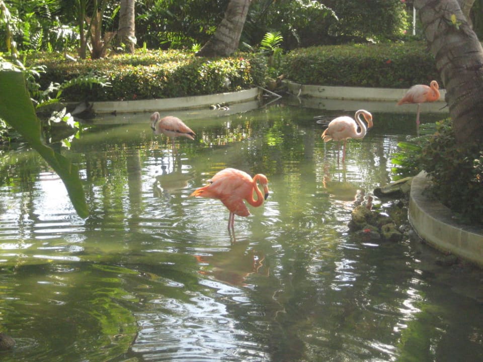 Flamingos im Teich vor der Rezeption Hotel Grand Palladium Palace Resort, Spa & Casino