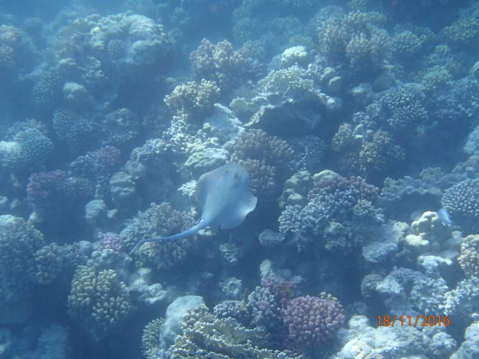 Nochmal Grand Makadi