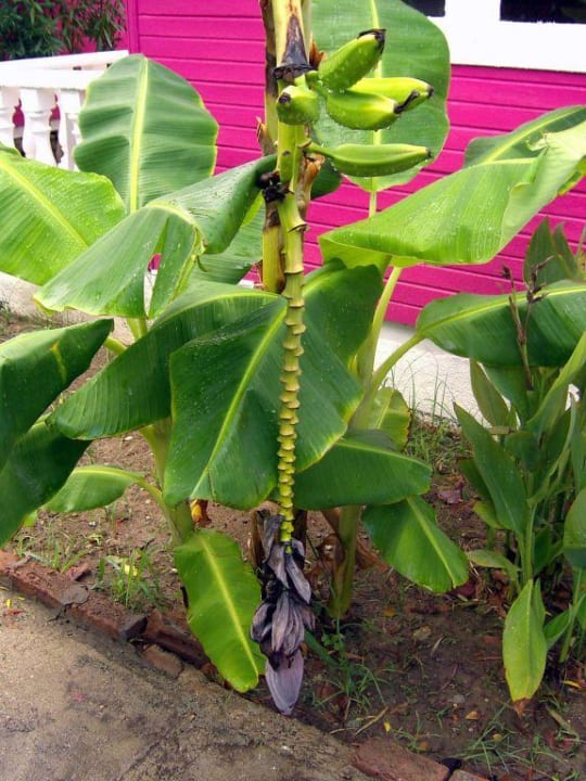 bananenplantage  Side Altinkum Hotel