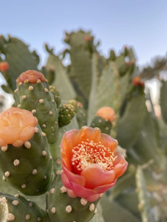 Garten Marriott Hurghada Beach Resort
