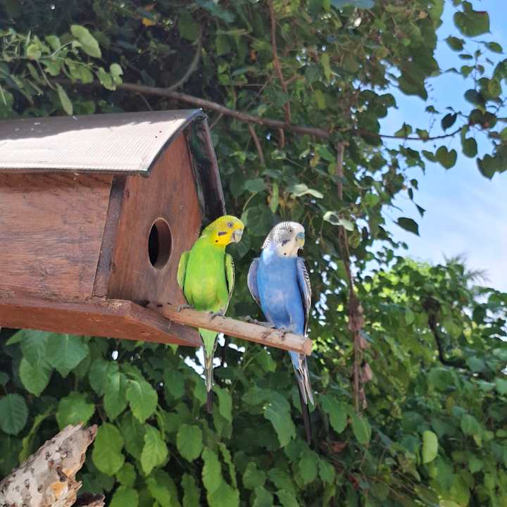 Gartenanlage Angaga Island Resort