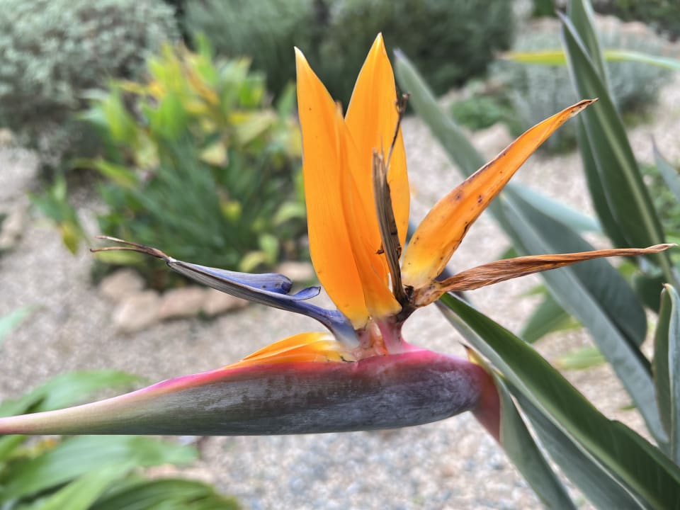 Außenansicht Hotel Aphrodite Beach