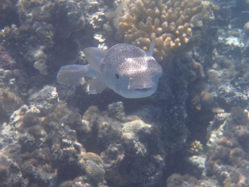 Fische am Hausriff Prima Life Makadi Resort