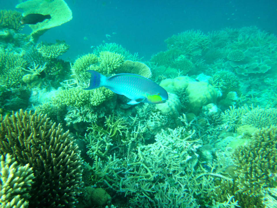 Unterwasserwelt Cinnamon Hakuraa Huraa Maldives