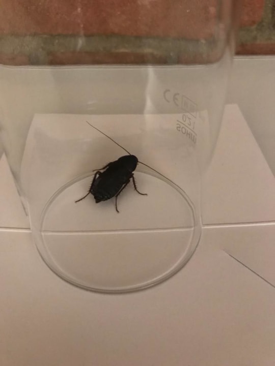 Zimmer Tulip Inn Ludwigshafen City