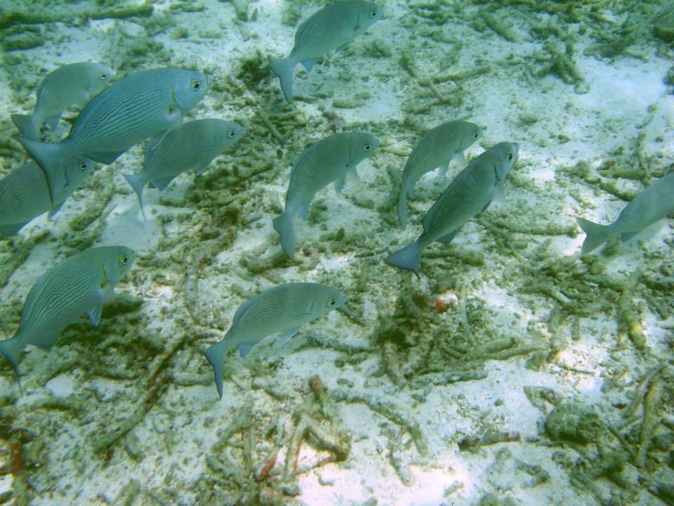 Fischschwarm Summer Island Maldives