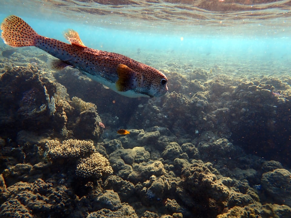 Sport & Freizeit Three Corners Equinox Beach Resort