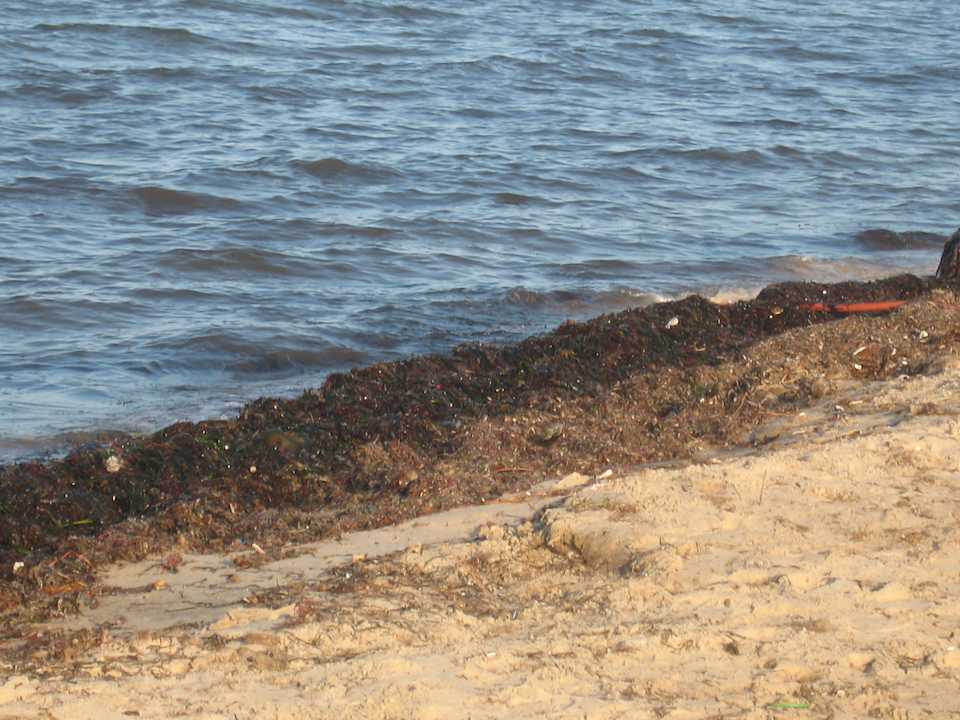 Leider alles mit Algen voll Alassio Hotel and Thalasso