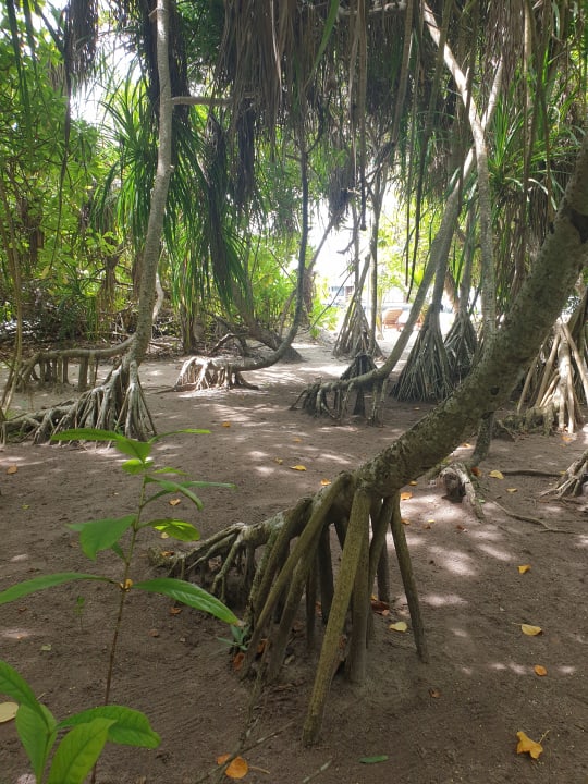 Gartenanlage Adaaran Select Meedhupparu Island Resort - Premium All Inclusive