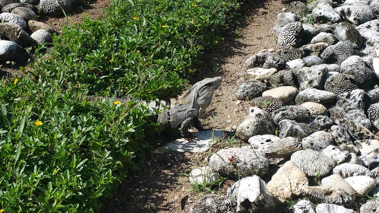 Artenvielfalt  Grand Sirenis Riviera Maya Resort & Spa