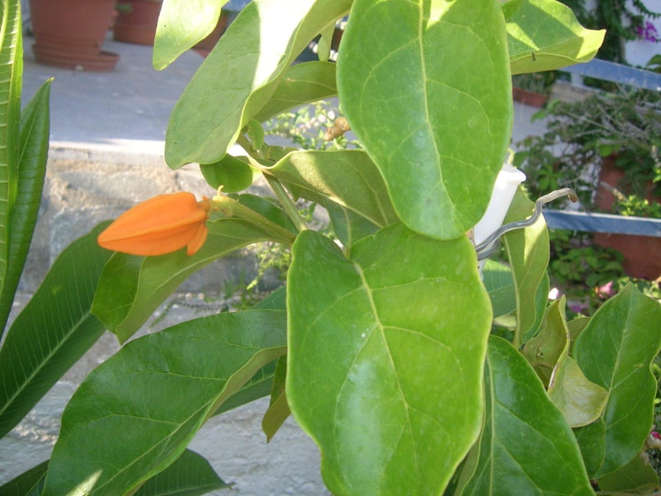 Rare plants Hotel Kathrin Beach