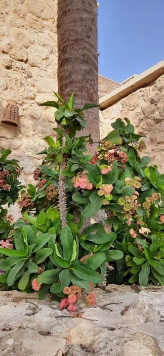 Gartenanlage Pickalbatros Citadel Resort