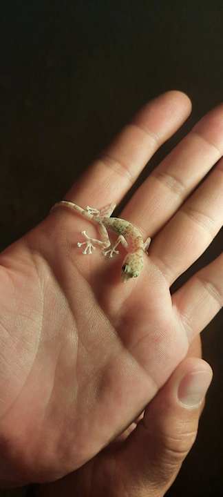 Gartenanlage Cleopatra Luxury Resort Makadi Bay