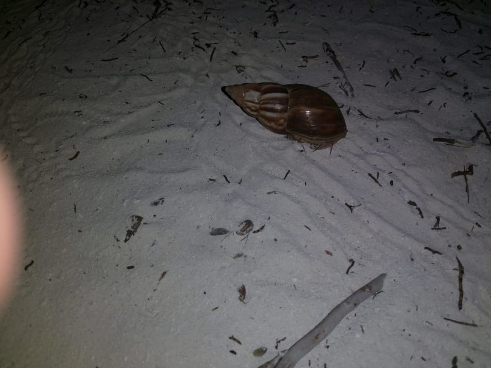 Strand Meeru Maldives Resort Island