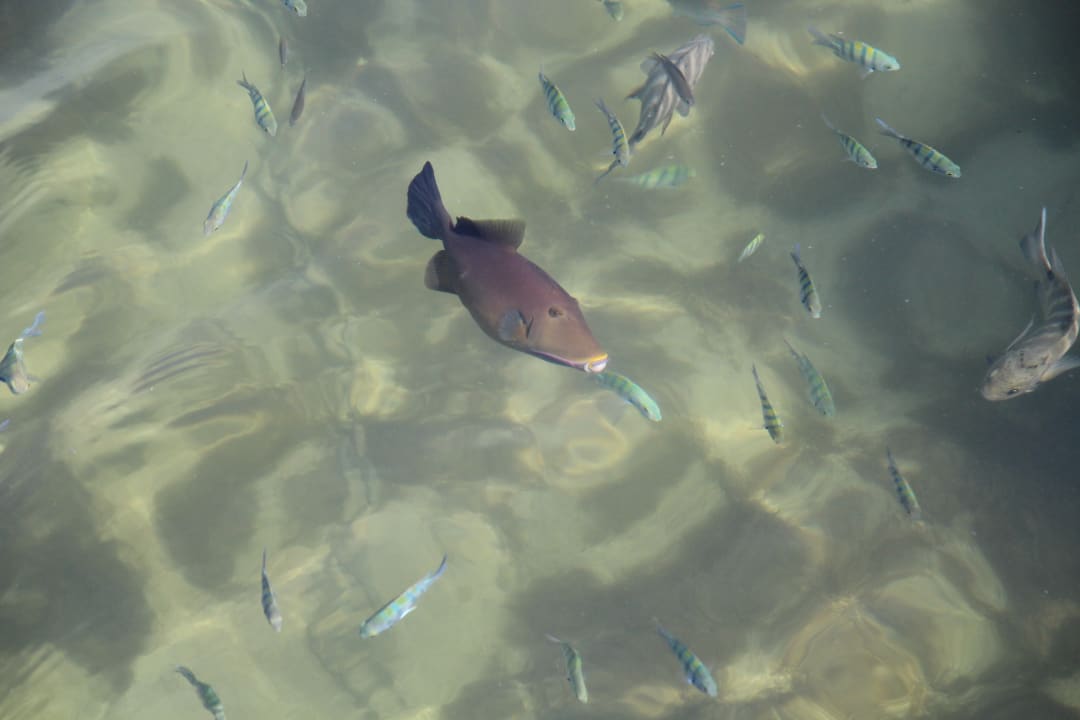 Blick vom Steg in den Indischen Ozean Wyndham Garden Salalah Mirbat