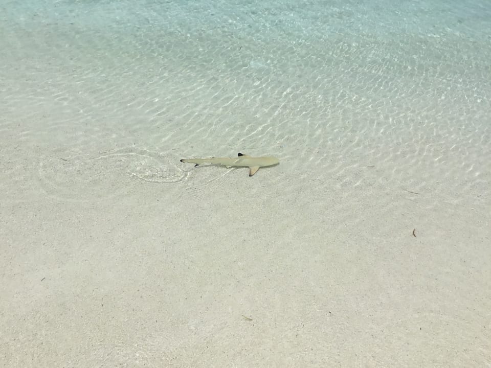Strand Meeru Maldives Resort Island