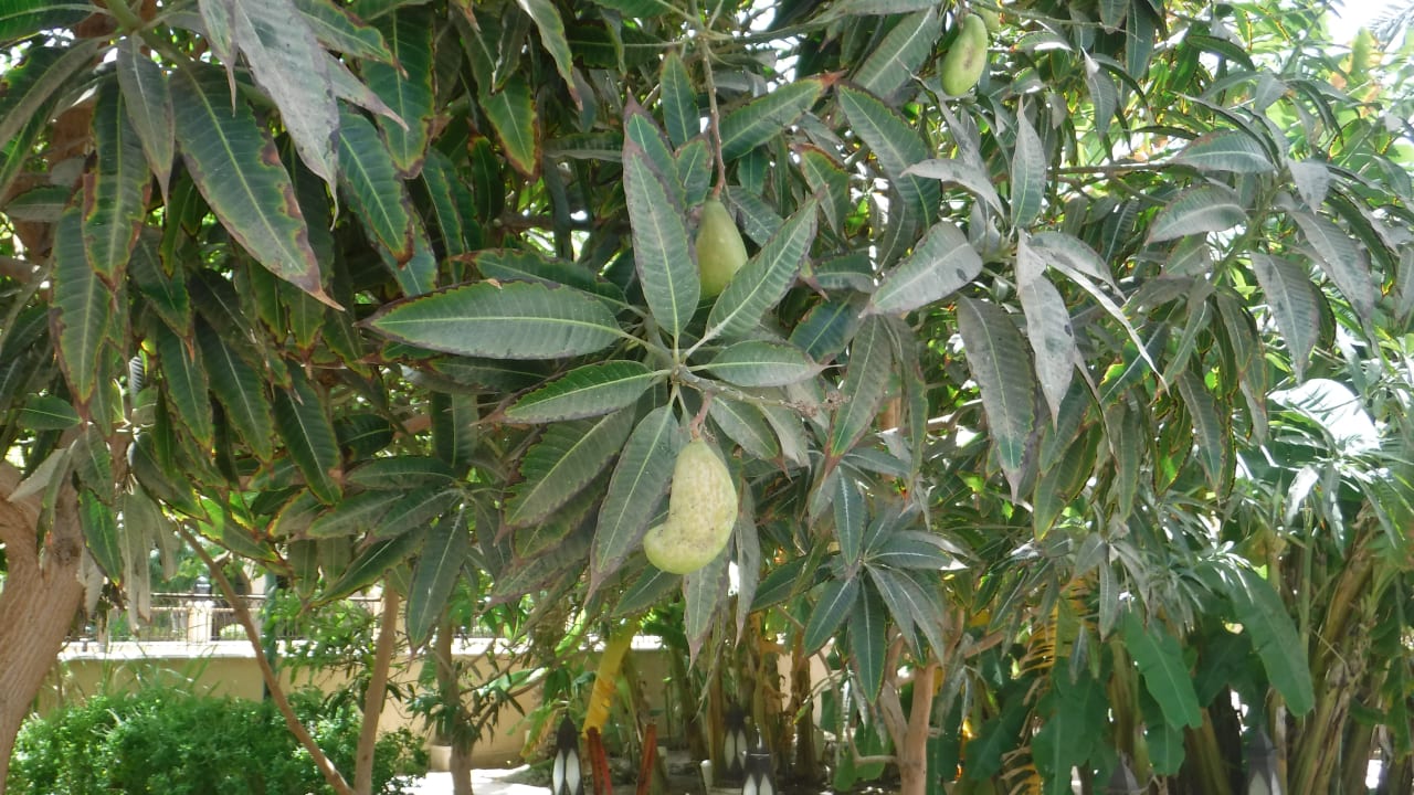 Gartenanlage Makadi Spa - Adults only