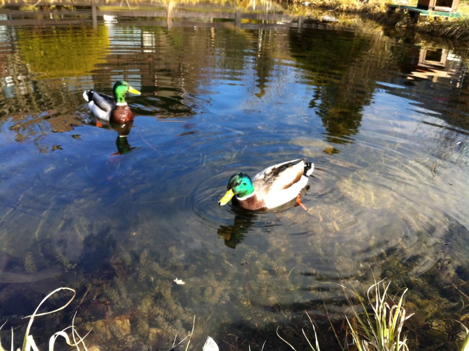 Schwimmteich Landhotel Maximilian