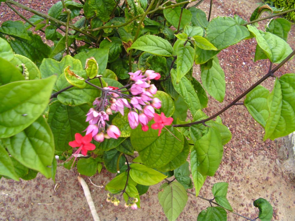 Viele bunte Blüten Hotel Las Costas
