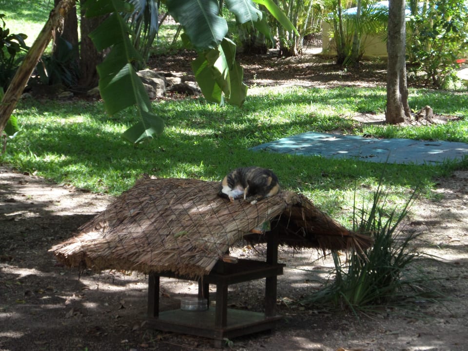 Ruhe und Entspannung pur Sandos Playacar Select Club Adults only - All Inclusive