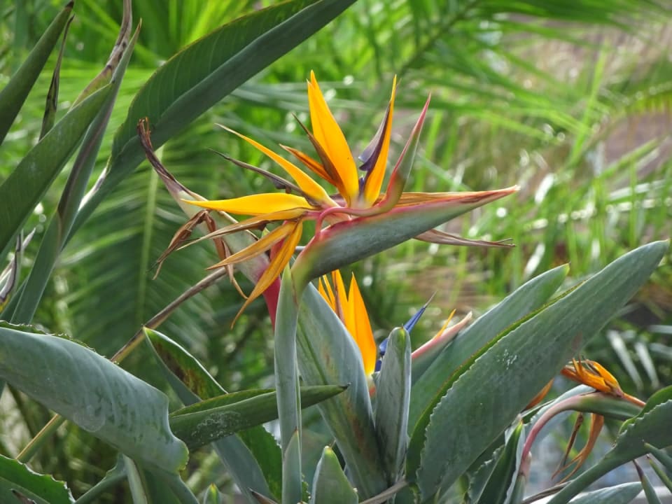 Gartenanlage La Palma Princess