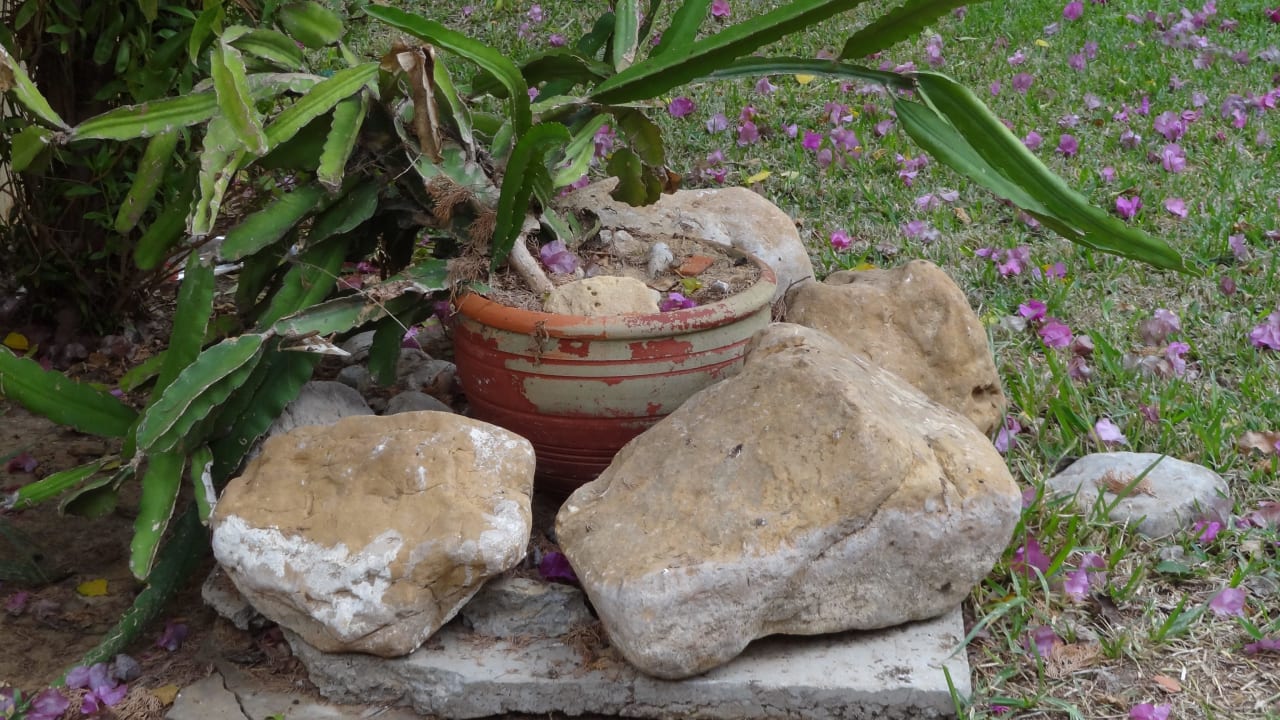 Piękne kwiaty w Paradis Palace Hotel Paradis Palace