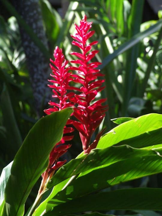 Blütenpracht pur Grand Palladium Select Bávaro Resort & Spa