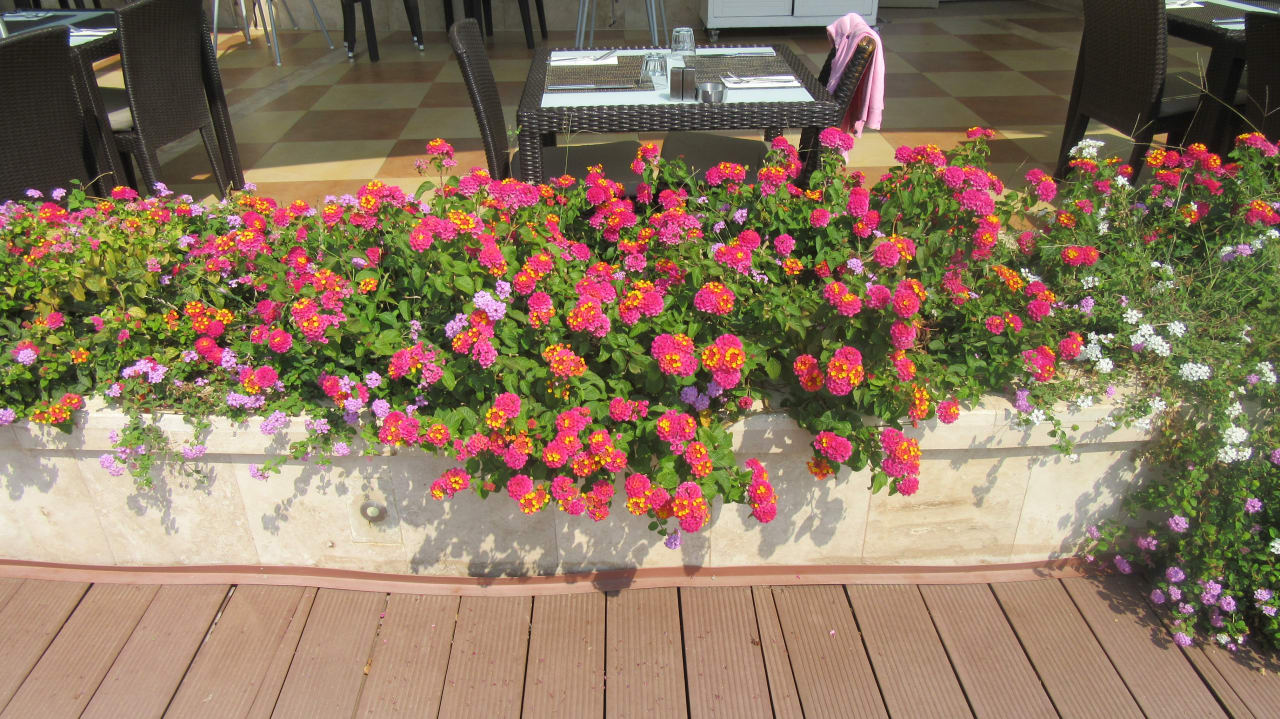 Gartenanlage Paloma Pasha