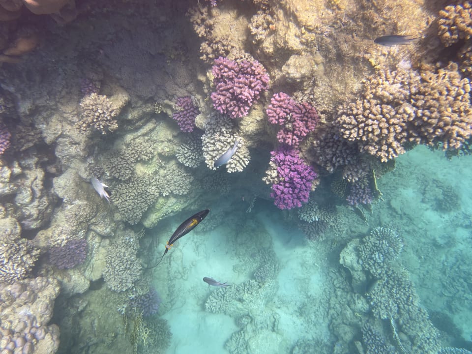 Sport & Freizeit Steigenberger Coraya Beach - Adults only