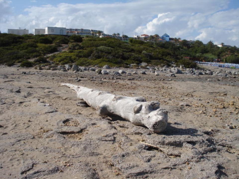 Uralter Baumstamm angeschwemmt Rodos Princess Beach Hotel & Spa