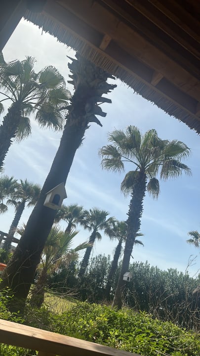 Gartenanlage Saturn Palace Resort Hotel