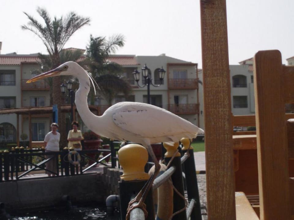 Reier in der Lagune Pickalbatros Dana Beach Resort - Hurghada