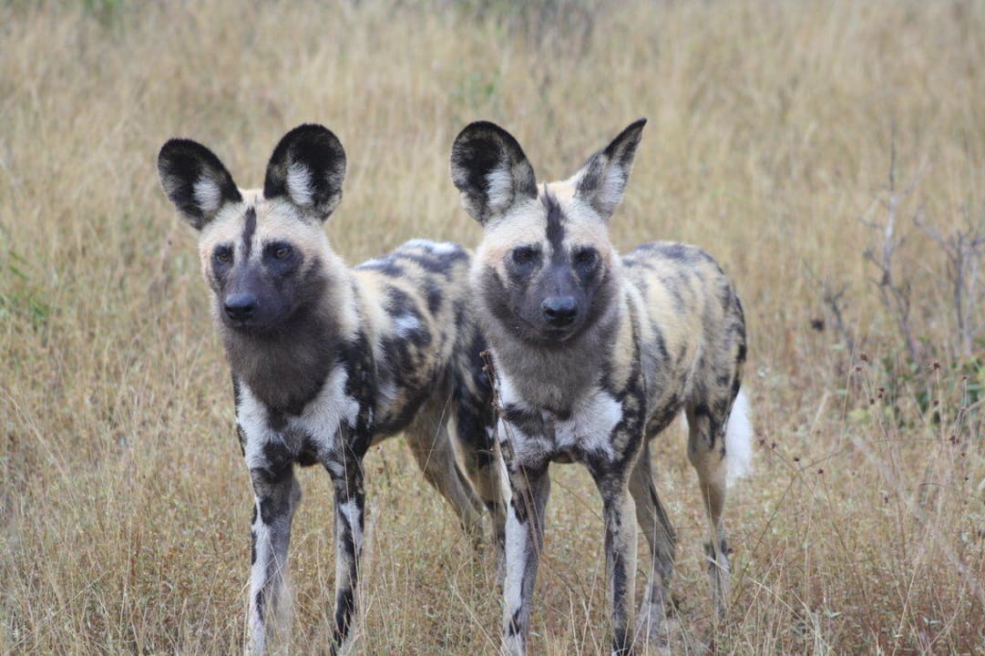 African Wild Dogs Game Lodge Tembe National Elephant Park