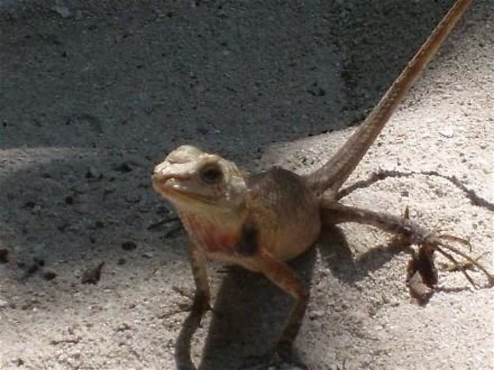 Kleiner Inselbewohner NH Collection Maldives Reethi Resort